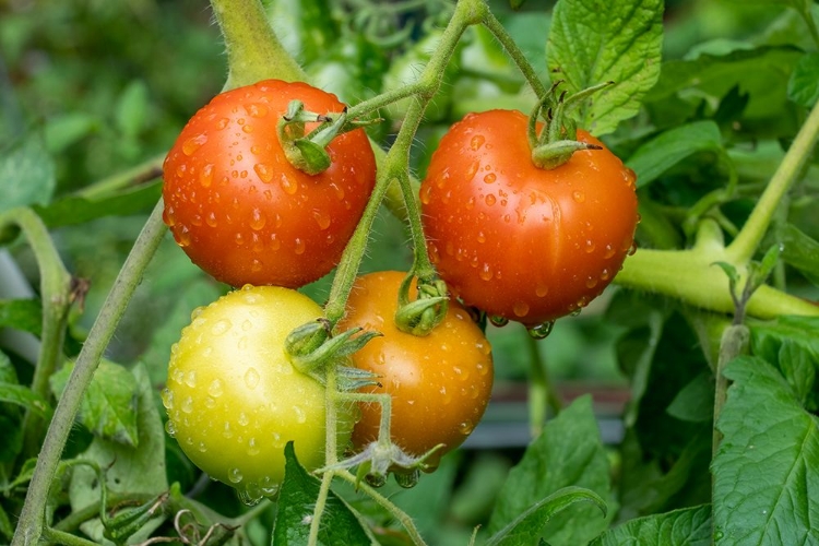 Picture of ISSAQUAH-WASHINGTON STATE-USA MATINA HEIRLOOM TOMATO PLANT