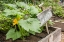 Picture of ISSAQUAH-WASHINGTON STATE-USA SQUASH PLANT WITH BLOSSOM