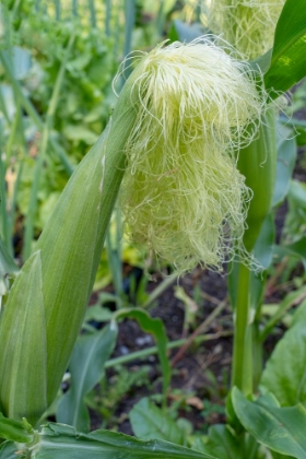 Picture of ISSAQUAH-WASHINGTON STATE-USA CORN GROWING WITH A TASSEL