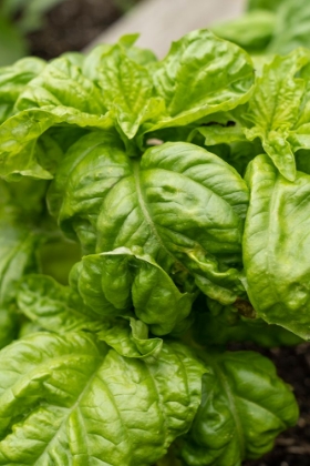 Picture of BELLEVUE-WASHINGTON STATE-USA MAMMOTH SWEET BASIL PLANT