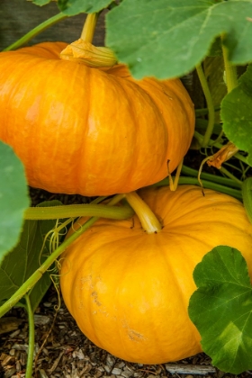 Picture of ISSAQUAH-WASHINGTON STATE-USA PUMPKINS READY TO HARVEST