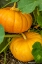 Picture of ISSAQUAH-WASHINGTON STATE-USA PUMPKINS READY TO HARVEST