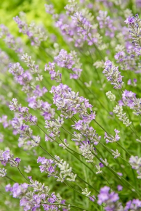 Picture of ISSAQUAH-WASHINGTON STATE-USA LAVENDER PLANTS IN BLOOM