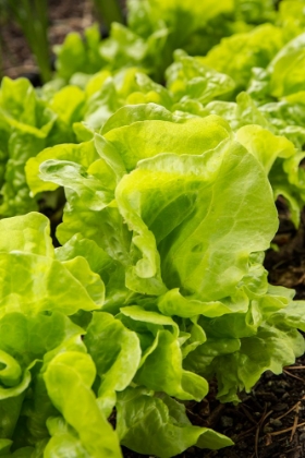 Picture of ISSAQUAH-WASHINGTON STATE-USA TOM THUMB LETTUCE PLANTS