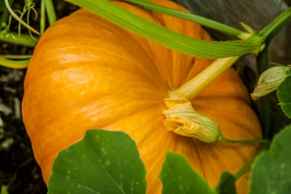 Picture of ISSAQUAH-WASHINGTON STATE-USA PUMPKIN READY TO HARVEST