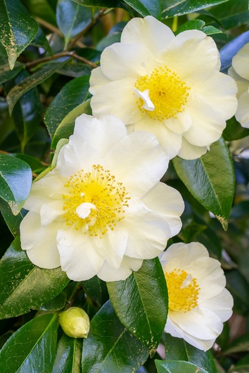 Picture of ISSAQUAH-WASHINGTON STATE-USA FLOWERING CAMELLIA BUSH