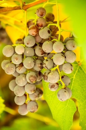 Picture of LEAVENWORTH-WASHINGTON STATE-USA RIPE GRAPES GROWING