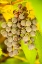 Picture of LEAVENWORTH-WASHINGTON STATE-USA RIPE GRAPES GROWING