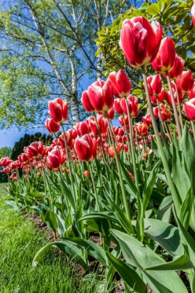 Picture of MOUNT VERNON-WASHINGTON STATE-USA TULIP GARDEN