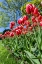 Picture of MOUNT VERNON-WASHINGTON STATE-USA TULIP GARDEN