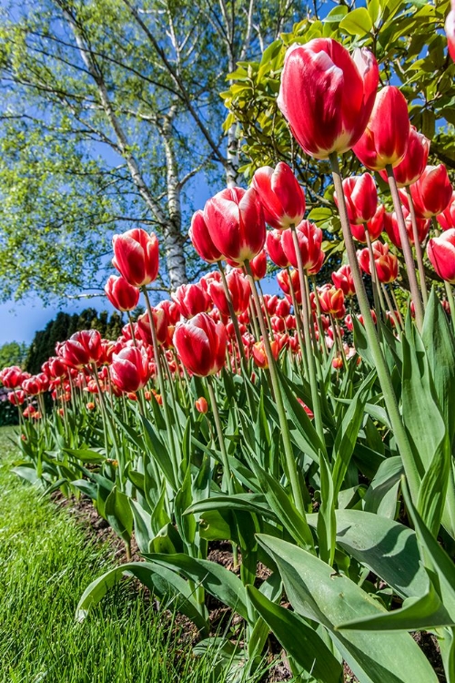 Picture of MOUNT VERNON-WASHINGTON STATE-USA TULIP GARDEN