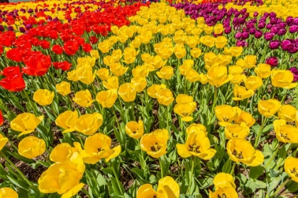 Picture of MOUNT VERNON-WASHINGTON STATE-USA TULIP GARDEN