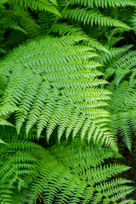 Picture of ISSAQUAH-WASHINGTON STATE-USA LADY FERN FROND