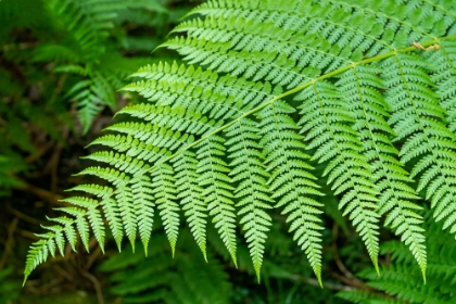 Picture of ISSAQUAH-WASHINGTON STATE-USA LADY FERN FROND