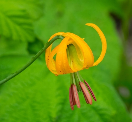 Picture of WASHINGTON STATE-CENTRAL CASCADES-COLUMBIA TIGER LILY WILDFLOWER