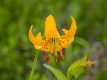 Picture of WASHINGTON STATE-CENTRAL CASCADES-COLUMBIA TIGER LILY WILDFLOWER