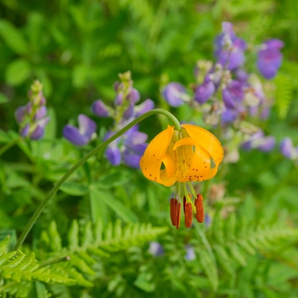 Picture of WASHINGTON STATE-CENTRAL CASCADES-COLUMBIA TIGER LILY AND SUBALPINE LUPINE