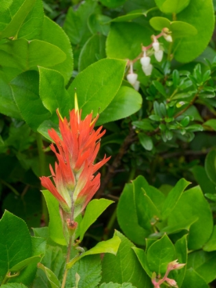 Picture of WASHINGTON STATE-CENTRAL CASCADES-MAGENTA PAINTBRUSH