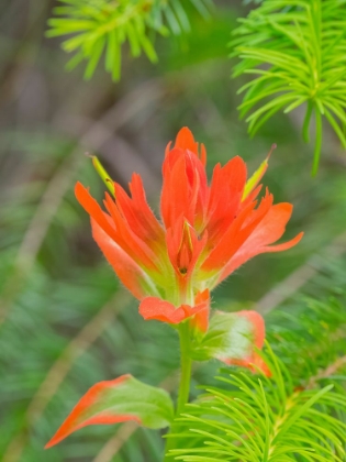 Picture of WASHINGTON STATE-CENTRAL CASCADES-MAGENTA PAINTBRUSH