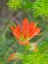 Picture of WASHINGTON STATE-CENTRAL CASCADES-MAGENTA PAINTBRUSH