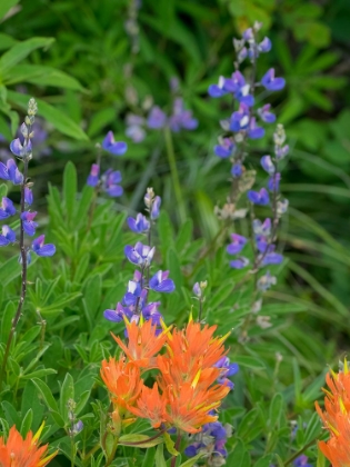 Picture of WASHINGTON STATE-CENTRAL CASCADES-HAIRY PAINTBRUSH AND SUBALPINE LUPINE