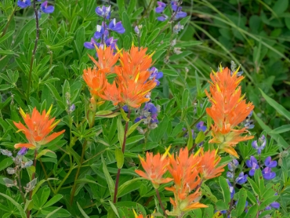 Picture of WASHINGTON STATE-CENTRAL CASCADES-HAIRY PAINTBRUSH AND SUBALPINE LUPINE