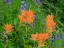 Picture of WASHINGTON STATE-CENTRAL CASCADES-HAIRY PAINTBRUSH AND SUBALPINE LUPINE