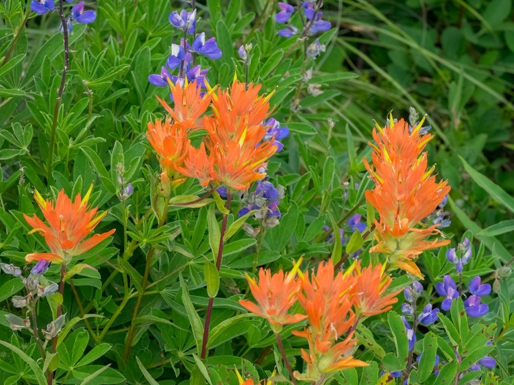 Picture of WASHINGTON STATE-CENTRAL CASCADES-HAIRY PAINTBRUSH AND SUBALPINE LUPINE