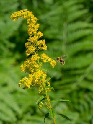 Picture of WASHINGTON STATE-CENTRAL CASCADES-CANADA GOLDENROD AND BUMBLE BEE
