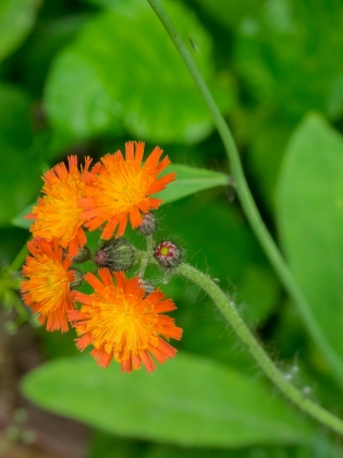 Picture of WASHINGTON STATE-CENTRAL CASCADES-ORANGE HAWKWEED-HIERACIUM AURANTIACUM