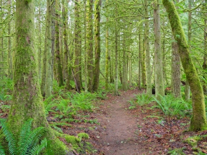 Picture of WASHINGTON STATE-TIGER MOUNTAIN-TRAIL THROUGH MOSS COVERED TREES