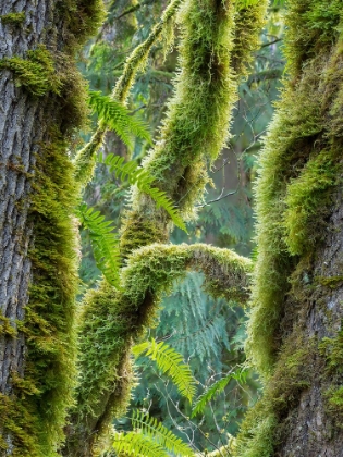 Picture of WASHINGTON STATE-TIGER MOUNTAIN-MOSS COVERED FIR TREES