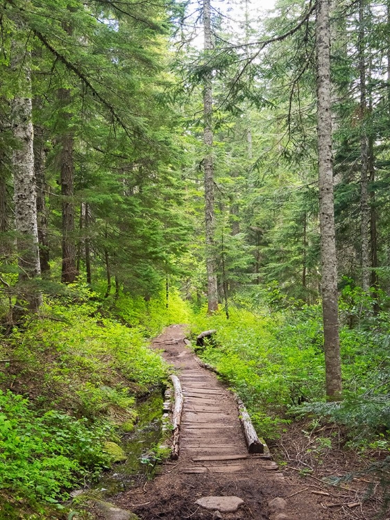 Picture of WASHINGTON STATE-CENTRAL CASCADES-TRAIL TO PRATT RIDGE