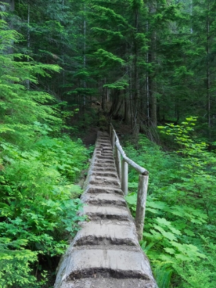 Picture of WASHINGTON STATE-CENTRAL CASCADES-OLD FIR TREE BRIDGE-ON TRAIL TO ANNETTE LAKE