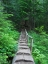 Picture of WASHINGTON STATE-CENTRAL CASCADES-OLD FIR TREE BRIDGE-ON TRAIL TO ANNETTE LAKE