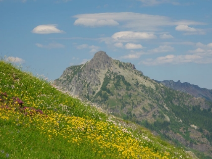 Picture of WASHINGTON STATE-CENTRAL CASCADES-RAMPART RIDGE-ALTA MOUNTAIN AND WILDFLOWERS