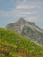 Picture of WASHINGTON STATE-CENTRAL CASCADES-RAMPART RIDGE-ALTA MOUNTAIN AND WILDFLOWERS