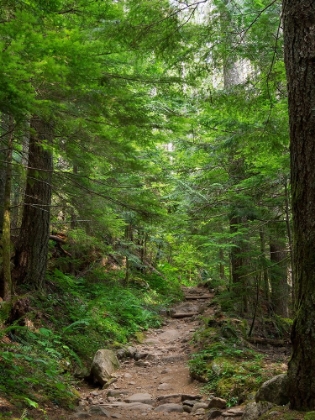 Picture of WASHINGTON STATE-CENTRAL CASCADES-GRANITE MOUNTAIN TRAIL