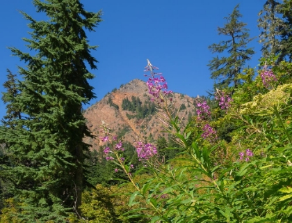 Picture of WASHINGTON STATE-CENTRAL CASCADES-FIREWEED AND RED MOUNTAIN