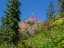 Picture of WASHINGTON STATE-CENTRAL CASCADES-FIREWEED AND RED MOUNTAIN