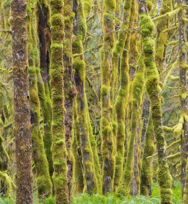 Picture of WASHINGTON STATE-CENTRAL CASCADES-MOSS COVERED RED ALDER FOREST