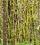 Picture of WASHINGTON STATE-CENTRAL CASCADES-MOSS COVERED RED ALDER FOREST
