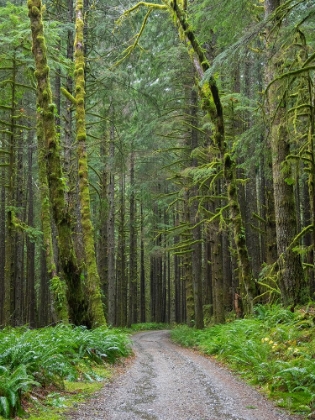 Picture of WASHINGTON STATE-CENTRAL CASCADES-FOREST ROAD 5620-MOSS COVERED RED ALDER FOREST