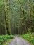 Picture of WASHINGTON STATE-CENTRAL CASCADES-FOREST ROAD 5620-MOSS COVERED RED ALDER FOREST