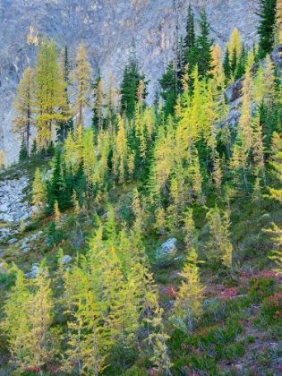 Picture of WASHINGTON STATE-NORTH CASCADES-LARCH AND FIR TREES