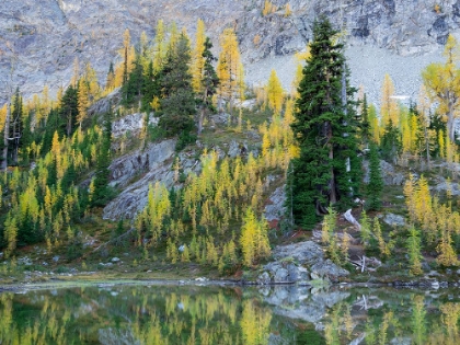 Picture of WASHINGTON STATE-NORTH CASCADES-ALPINE POND WITH LARCH AND FIR TREES