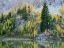 Picture of WASHINGTON STATE-NORTH CASCADES-ALPINE POND WITH LARCH AND FIR TREES