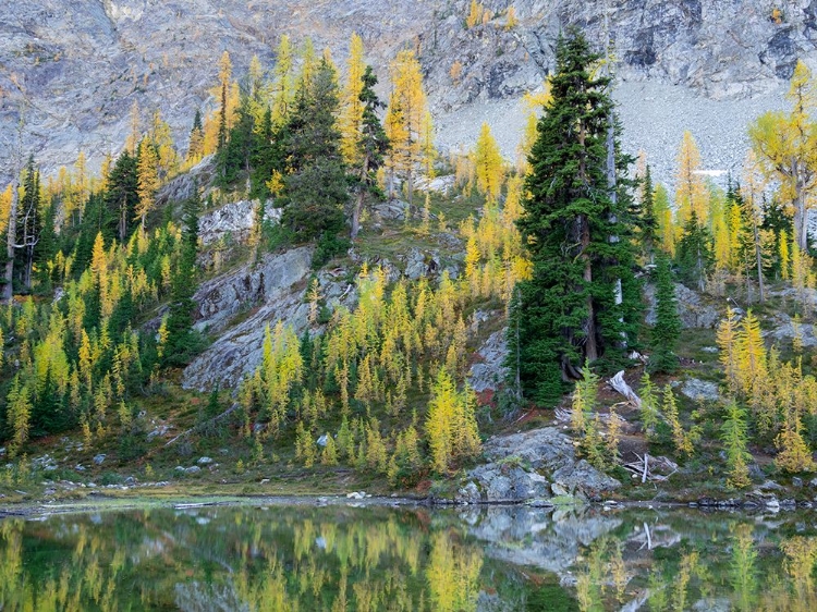 Picture of WASHINGTON STATE-NORTH CASCADES-ALPINE POND WITH LARCH AND FIR TREES