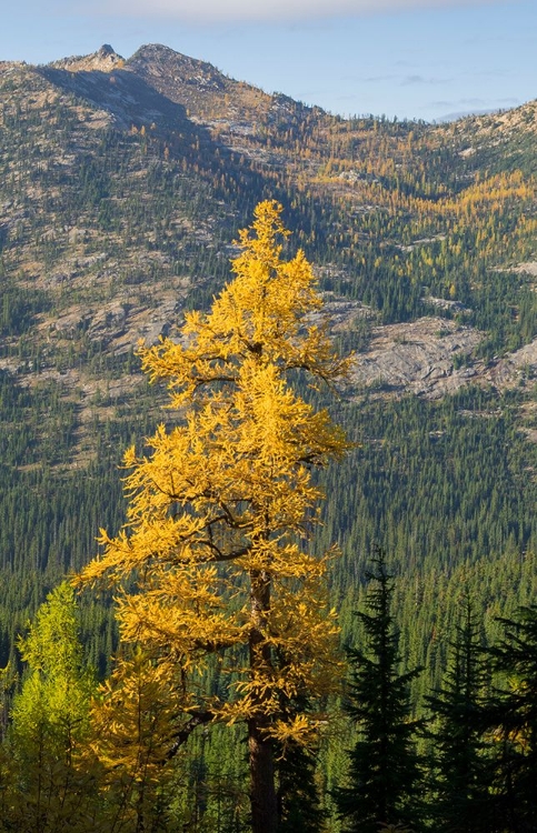 Picture of WASHINGTON STATE-NORTH CASCADES-GOLDEN LARCH TREE