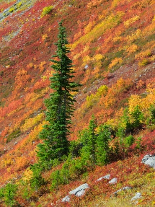 Picture of WASHINGTON STATE-NORTH CASCADES-ALPINE FIR TREE AND FALL COLOR